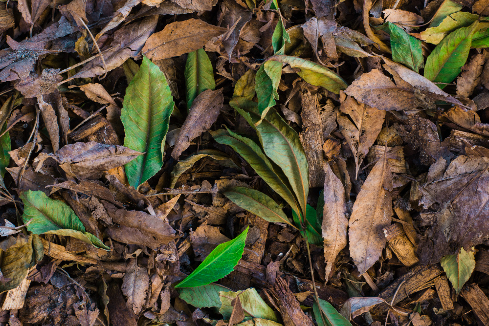 Compost de hojas secas: los consejos más interesantes