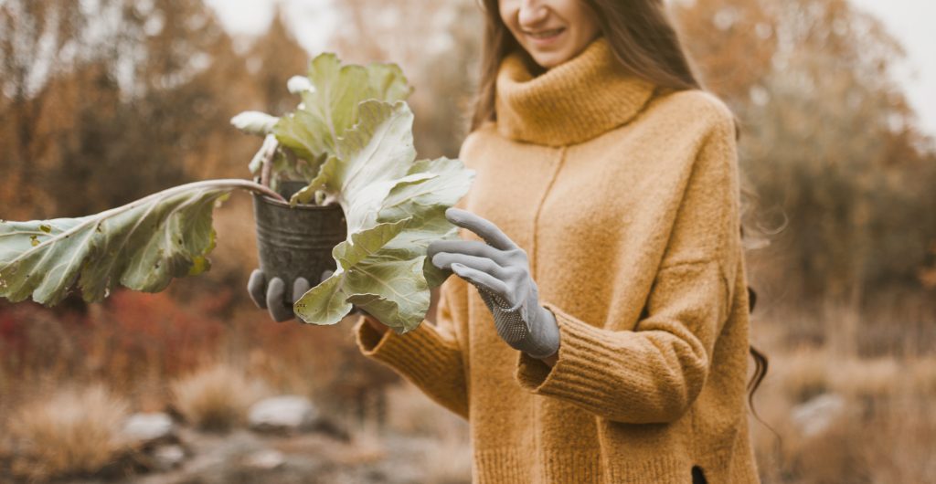 Cultivos de invierno: ¿Qué se puede cultivar estos meses