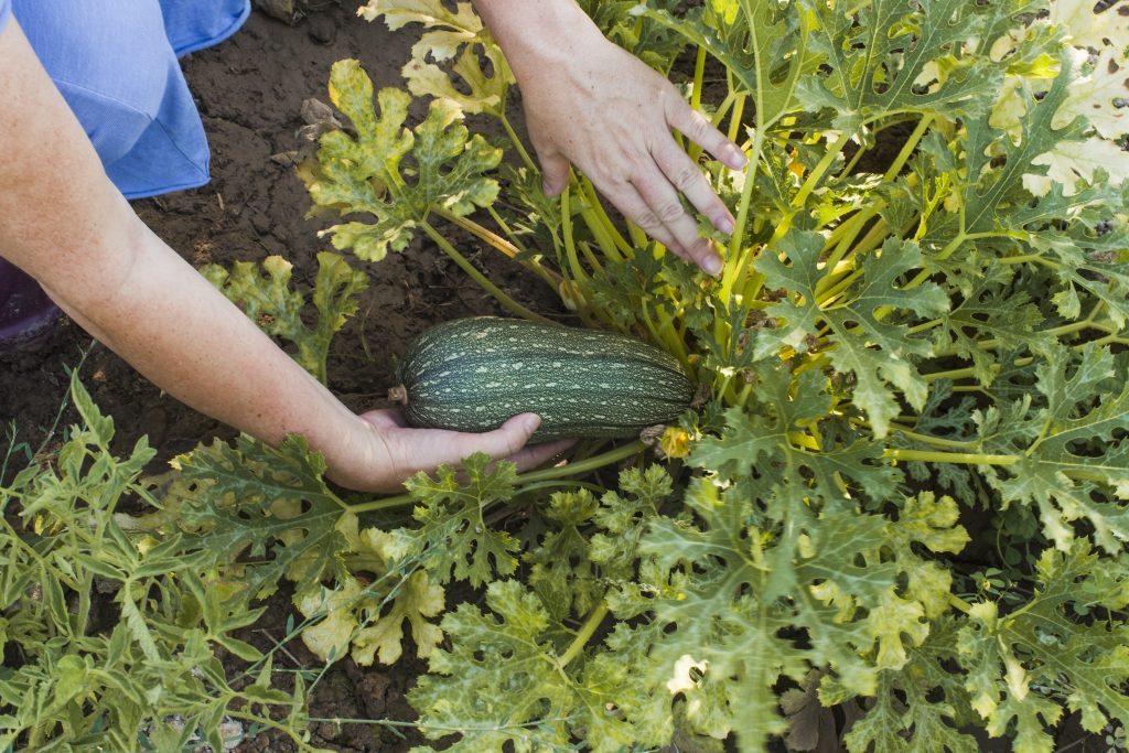 prácticas para mantener la calidad del suelo en tu huerto