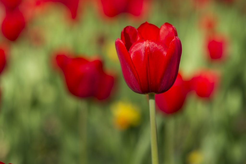 ¿Cómo plantar tulipanes?